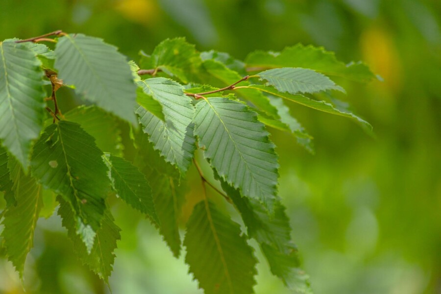 Ulmus 'Sapporo Autumn Gold' Ulmus 'Sapporo Autumn Gold'