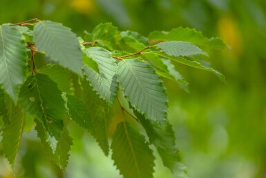 Ulmus 'Sapporo Autumn Gold'