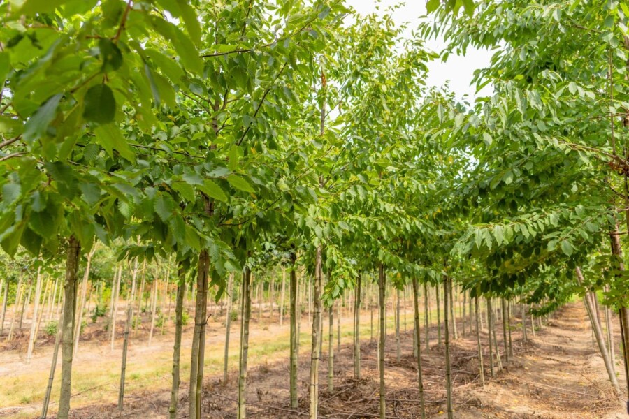 Ulmus 'Sapporo Autumn Gold' Ulmus 'Sapporo Autumn Gold'