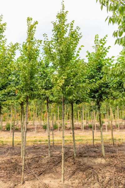 Ulmus 'Sapporo Autumn Gold' Hochstamm Ulmus 'Sapporo Autumn Gold' Hochstamm