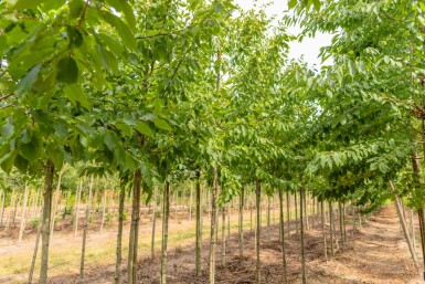 Ulmus 'Sapporo Autumn Gold' HO 10/12 P/K Ulmus 'Sapporo Autumn Gold' Hochstamm 10/12
