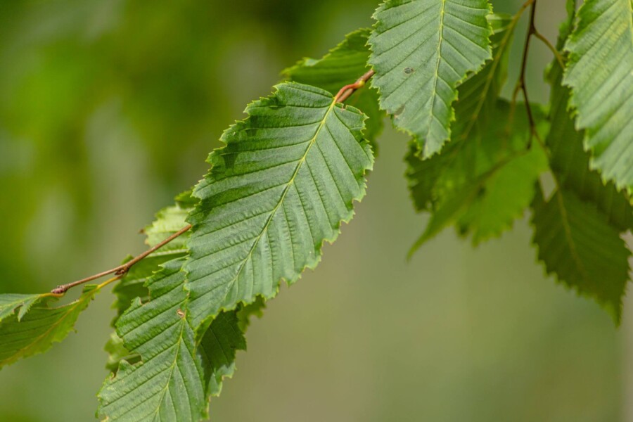Ulmus 'Sapporo Autumn Gold' HO 10/12 P/K Ulmus 'Sapporo Autumn Gold' Hochstamm 10/12