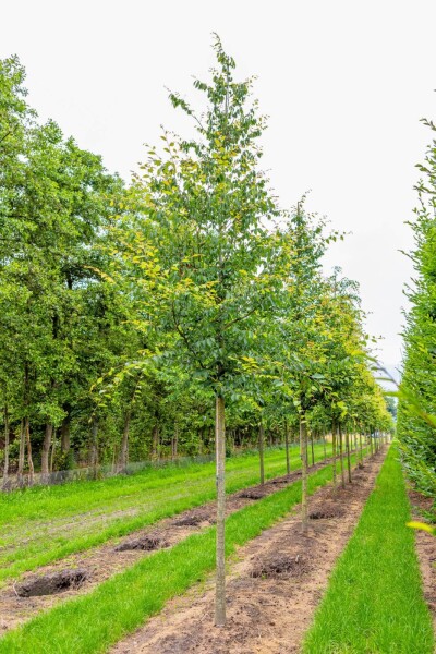 Zelkova serrata