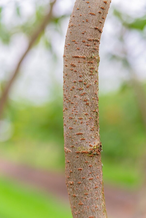 Zelkova serrata Zelkova serrata
