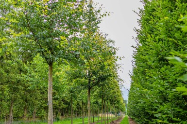 Zelkova serrata hochstamm 10/12