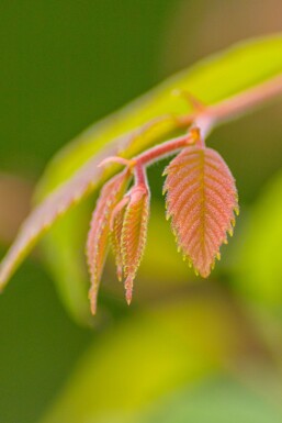 Zelkova serrata hochstamm 10/12