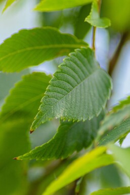 Zelkova serrata hochstamm 10/12