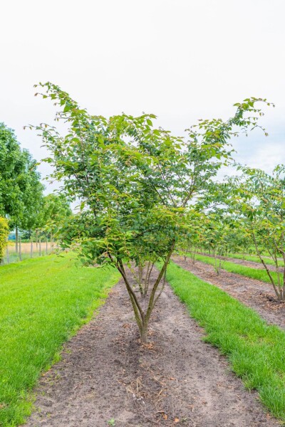 Zelkova serrata mehrstämmig