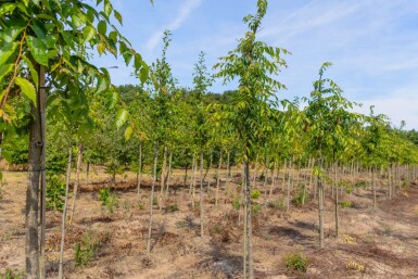 Zelkova serrata 'Flekova'