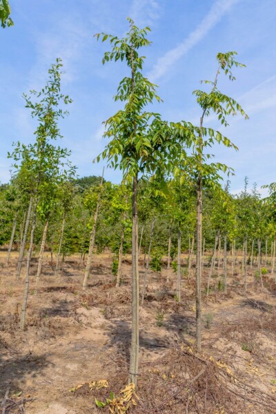 Zelkova serrata 'Flekova' hoogstam