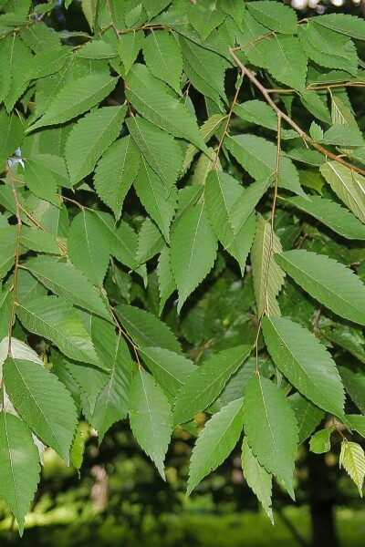 Zelkova serrata 'Flekova' stammbusch