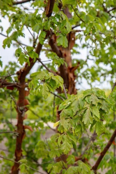 Acer griseum beveerd