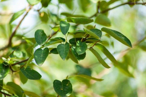 Amelanchier lamarckii Strauch Amelanchier lamarckii Strauch
