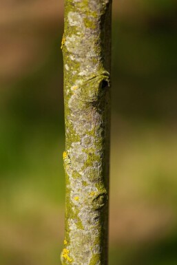 Amelanchier lamarckii strauch 150-175