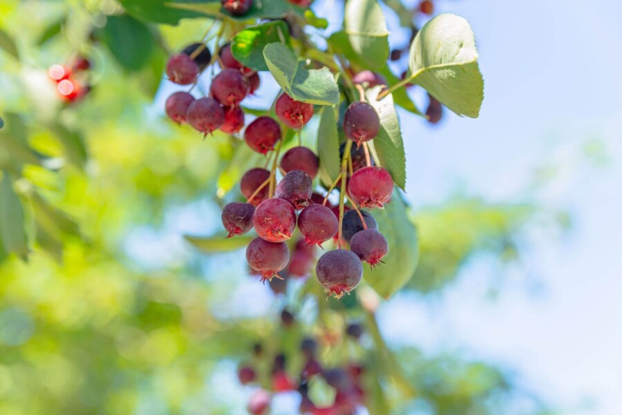 Amelanchier lamarckii ST 150-175 P/K Amelanchier lamarckii Strauch 150-175