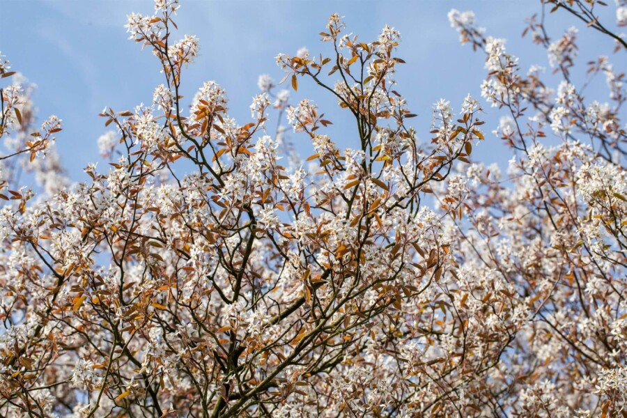 Krentenboompje Amelanchier lamarckii Struik 150-175 P Amelanchier lamarckii struik 150-175