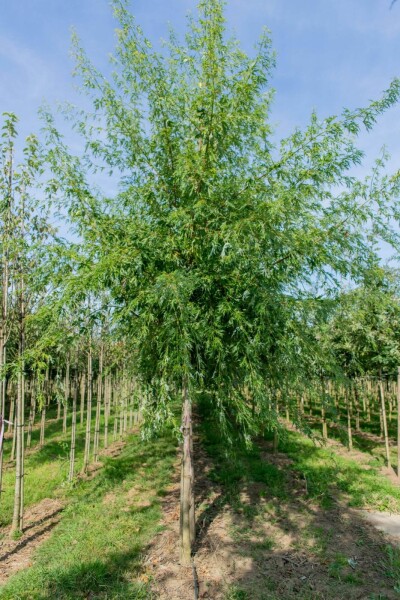 Acer saccharum hochstamm