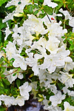 Azalea japonica 'Pleasant White' C2 20-25