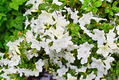 Azalea japonica 'Pleasant White' struik 20-25 cm