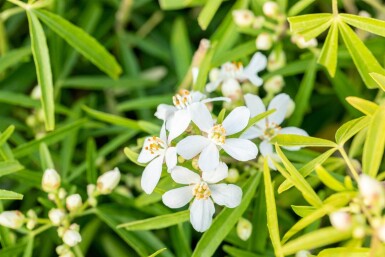 Choisya ternata 'Aztec Pearl' Strauch 20-25 cm