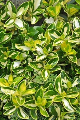 Euonymus fortunei 'Blondy' C2 20-25