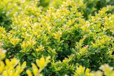 Ilex crenata 'Golden Gem' Strauch 30-40 cm