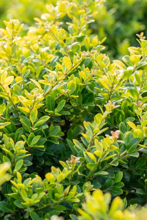 Dværgkristtorn Ilex crenata 'Golden Gem' busk 30-40 C3 Ilex crenata 'Golden Gem' busk 30-40 cm