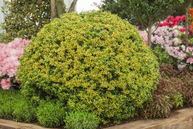 Ilex crenata 'Golden Gem' Strauch 30-40 cm