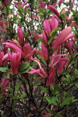 Magnolia 'Susan' struik 60-80 cm
