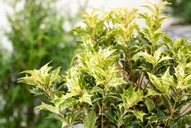 Osmanthus heterophyllus 'Goshiki' struik 20-25 cm