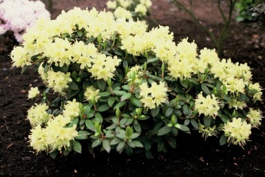 Rhododendron 'Princess Anne' busk 20-25 cm