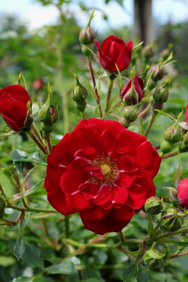 Rose Rosa 'Red Fairy' busk 15-20 C1,5 Rosa 'Red Fairy' busk 15-20 cm