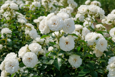 Rosa 'White Fairy' Strauch 15-20 cm