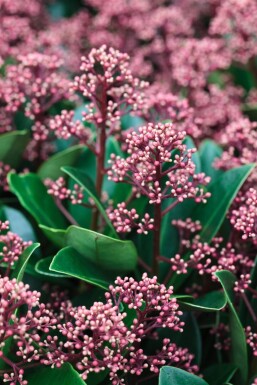 Skimmia japonica 'Rubella' C2 10-20