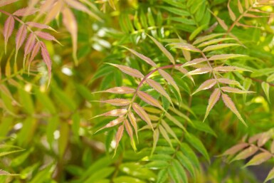 Sorbaria sorbifolia 'Sem' busk 40-50 cm
