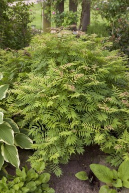 Sorbaria sorbifolia 'Sem' C3 40-50