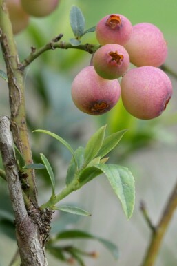 Vaccinium corymbosum 'Pink Lemonade' Strauch 30-40 cm