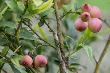 Vaccinium corymbosum 'Pink Lemonade' Strauch 70-90 cm
