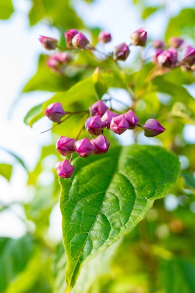 Clerodendrum trichotomum Clerodendrum trichotomum