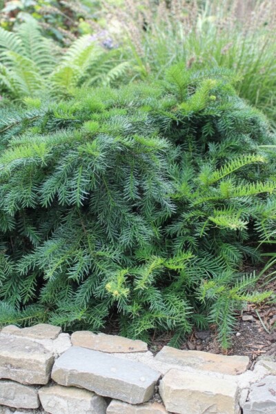 Taxus baccata 'Repandens'
