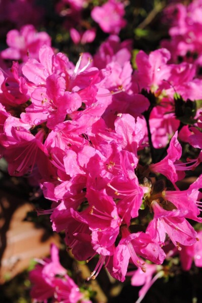 Azalea japonica 'Kermesina' Azalea japonica 'Kermesina'