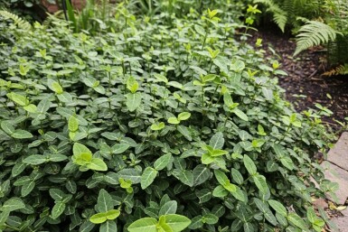Euonymus fortunei var. radicans