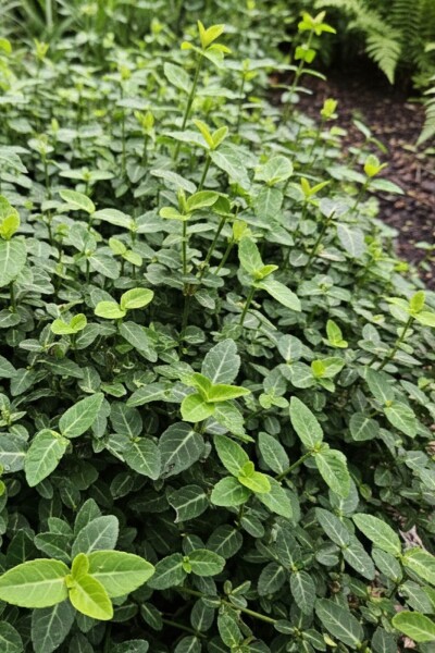Euonymus fortunei var. radicans