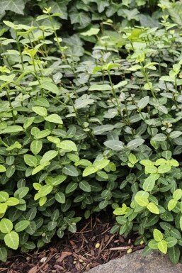 Euonymus fortunei var. radicans