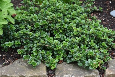 Lonicera crassifolia 'Little Honey'