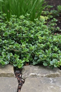 Lonicera crassifolia 'Little Honey'