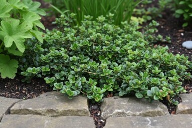 Lonicera crassifolia 'Little Honey'