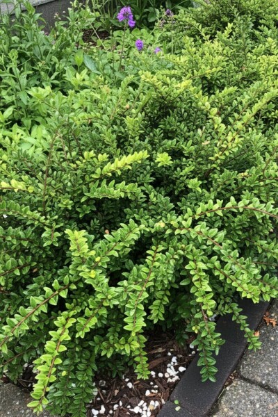 Lonicera nitida 'Maigrün' busk Lonicera nitida 'Maigrün' busk
