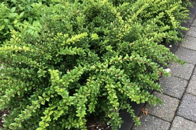 Lonicera nitida 'Maigrün'