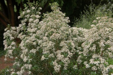 Olearia haastii